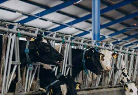 Shaping the Future of Livestock Breeding Through Genomics in APAC
